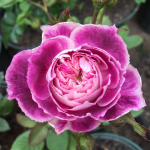 小苗|虞城园艺 灌木月季凯瑟琳月季紫色复色浓香丰花四季开花耐热