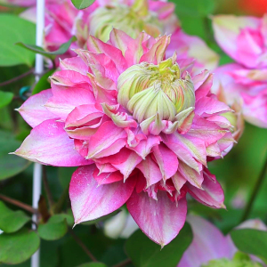 虞城园艺 铁线莲宽瓣皇帝铁线莲盆栽爬藤植物阳台庭院花卉小苗