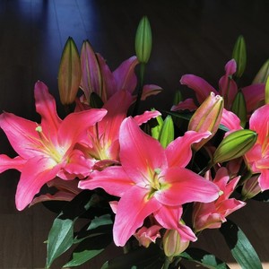 ab级西诺红百合鲜切水培客厅玄关家居插花摆件顺丰空运云南直发