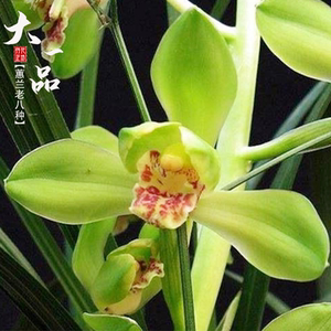 蕙兰老八种大一品正品兰花带花苞阳台室内花卉绿植盆栽