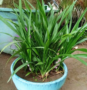 盆栽花卉绿叶植物吉祥草小叶万年青吉祥如意乔迁庭院耐寒耐旱耐晒