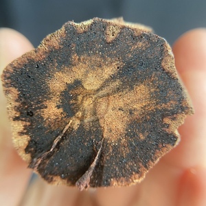 精品缅甸小叶降真香原木料 藤心黄油 可做2.0佛珠手串 珠子料香木