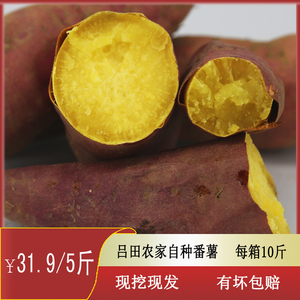 广东从化吕田特产高山一点红紫心栗子番薯香糯可口农家自种包邮