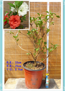 皋月杜鹃 东洋鹃 夏娟 千裕 玉玲 绢之舞 红梅 光之司 a大苗