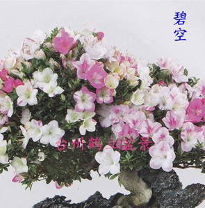 皋月杜鹃 日本杜鹃 夏鹃 东洋鹃 ——碧空78,日之光137小苗
