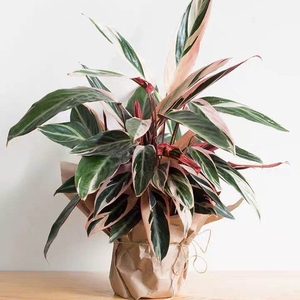 小植之家 七彩竹芋盆栽 网红绿植 室内办公桌绿植 油画彩叶植物