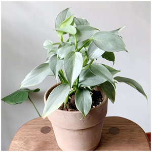 小植之家 哈斯塔姆银叶蔓绿绒 雪钻ins风室内绿植物花卉盆栽耐阴