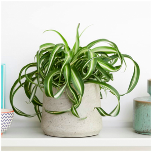 小植之家 卷叶吊兰 荷兰进口植物 卷叶女郎 网红ins风室内绿植