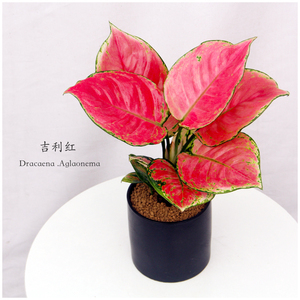 小植之家 吉利红如意皇后室内盆栽桌面绿植花卉 吉祥中国红植物
