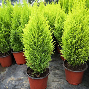 小香松盆栽盆景四季室内好养桌面小圣诞树水培绿植物棒棒糖青松树