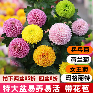 花卉植物室内花乒乓菊女王菊盆栽带花苞小雏菊花玛格丽特四季开花