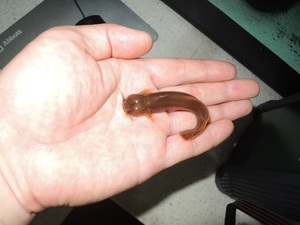 白缘央鱼 原生鱼 冷水鱼 白缘鰑 鱼央 小金鲇鱼 溪流鱼 小宠物