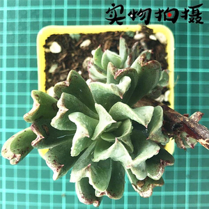 进口多肉植物 醉美人缀化老桩 特玉莲缀化0人付款60