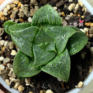 舞寿 青衣寿十二卷绿纹寿曲线窗多肉植物一物一拍