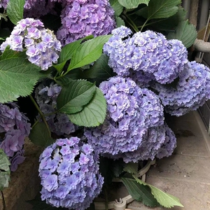 两广福音 银河 你我的银河 新老枝多季节开花 大花绣球重瓣