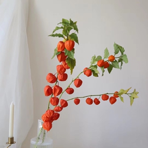 超甜菇娘果苗 阳台水果四季盆栽 金黄大果灯笼果 网红黄姑娘种籽