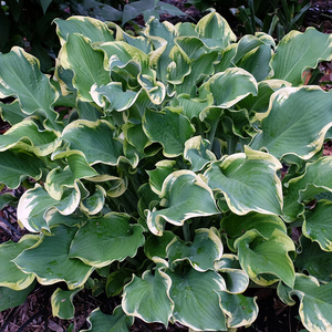 皱叶玉簪咆哮hosta多年生新品波浪叶林荫花园耐寒室内绿植盆栽