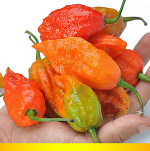 云南芒市印度魔鬼椒 500克涮涮辣 变态辣魔鬼辣椒