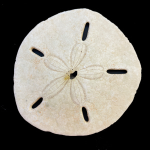 曼氏孔盾海胆107084 x3 120mm f   50y 厚实 沙钱海胆 沙币海胆