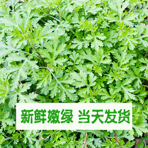 汐小茜55淘宝野菊花脑种苗野菜苗多年生阳台庭院盆栽大田种植易成活