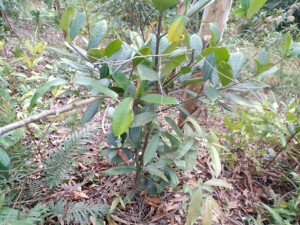 木竹子黄牙果苗