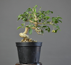 【郁野】日本绯玉真弓小品盆景老桩精品掌上卫矛观花观果杂木盆景