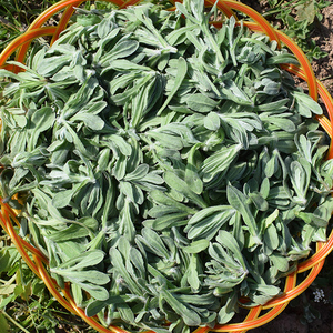 四川达州野生清明草菜新鲜鼠曲鼠麴草粑粑佛耳草田水牛花野菜青团