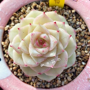 治家白天鹅麦秆 一物一拍明月多肉植物进口贵货精品多肉植物