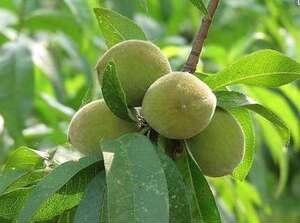 东北新鲜现摘脆毛桃家桃酸甜脆野生桃子小家桃小青桃子小毛桃