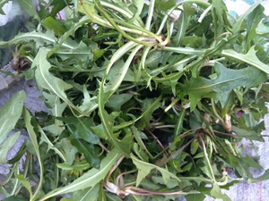 东北婆婆丁新鲜山野菜蘸酱菜蒲公英500克婆丁野生婆婆丁东北特产