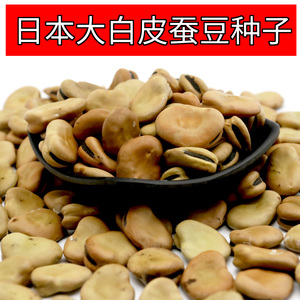 日本大蚕豆