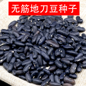 农乐种业无筋地刀豆种子四季豆籽菜豆矮箕刀豆籽圆棍脆嫩高产散装