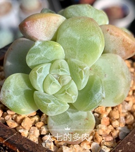 *玉蝴蝶*冰玉优选 叶型更小棱角更分明更白透-多肉植物 一物一拍