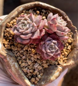 【大七的多肉】*一物一拍*多肉植物-海琳娜老桩-露养四年以上