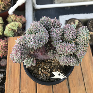 莱恩小精灵缀化老桩多肉植物一物一拍扇面大老桩