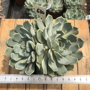 狮子座多肉植物