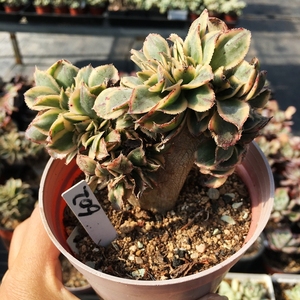 彼岸多肉植物 灿烂缀化老桩 10厘米盆 一物一拍