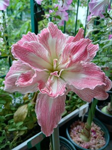 朱顶红美丽女神