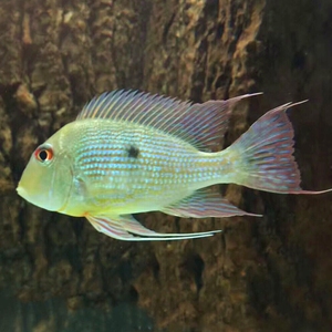 委内瑞拉野生血衣关刀 南美慈鲷宠物鱼活体南美野生 温州亲家儿