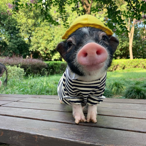 0063人付款淘宝纯种巴马香猪幼崽活体小猪仔活苗家养香猪活猪巴马小