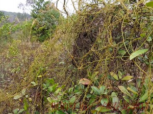 500克新鲜菟丝子藤无爷藤金丝藤无娘藤无根藤吐丝子(发顺丰快递)
