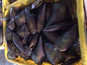 海味鲜达 鲜活带子螺 长沙海鲜配送 包活