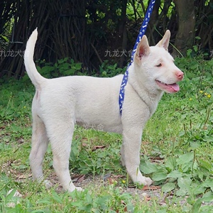 贵州五红纯种下司犬短毛中毛3～4个月狗狗 九龙犬舍繁殖