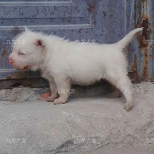 贵州精品纯种虎头下司犬短毛剑毛中毛58天幼犬 九龙犬舍繁殖