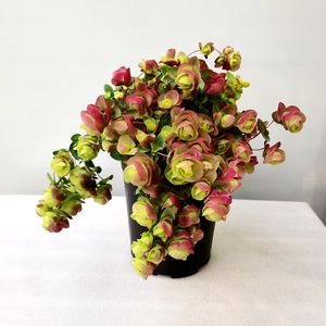 新品 牛至折纸画 淡香清新观叶开花耐热好养阳台庭院植物章鱼种花