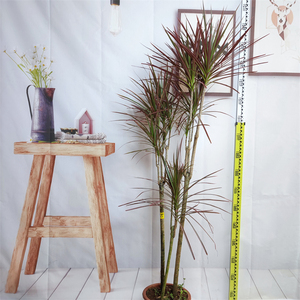 千年木盆栽龙血树七彩北欧客厅室内大型绿植吸甲醛老桩一物一拍