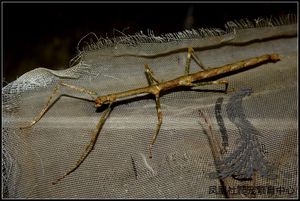 杆修/冠花新棘虫脩/竹节虫/叶修 卵 10元4粒