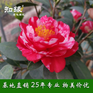 红天香云茶花 重瓣四季杜鹃红山茶花新品种开花不断盆栽 红屋积香