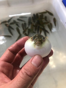 观赏鱼河豚鱼热带鱼眼镜娃娃狗头气泡鱼潜水艇活体包邮包活免包装