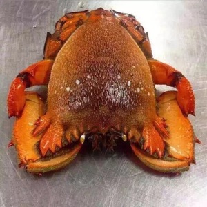 老虎蟹 虎头蟹 贵妃蟹 旭蟹一只300-400克新鲜活冻